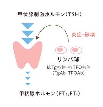 甲状腺刺激ホルモン(TSH)の図