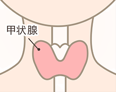 甲状腺のイラスト